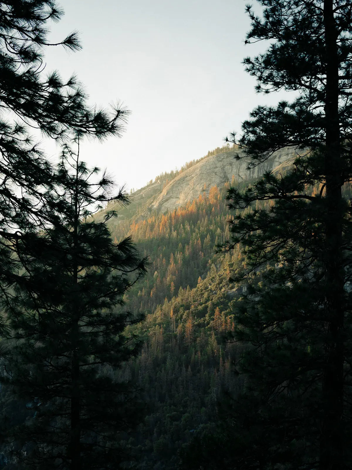 Scenic mountain landscape framed by forest trees