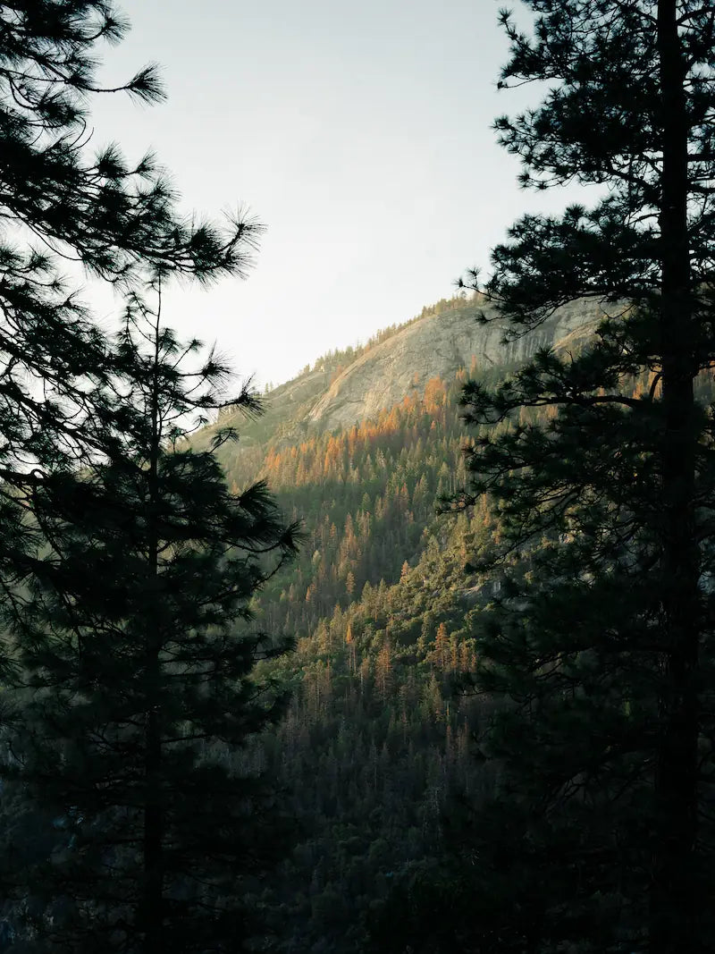 Scenic mountain landscape framed by forest trees
